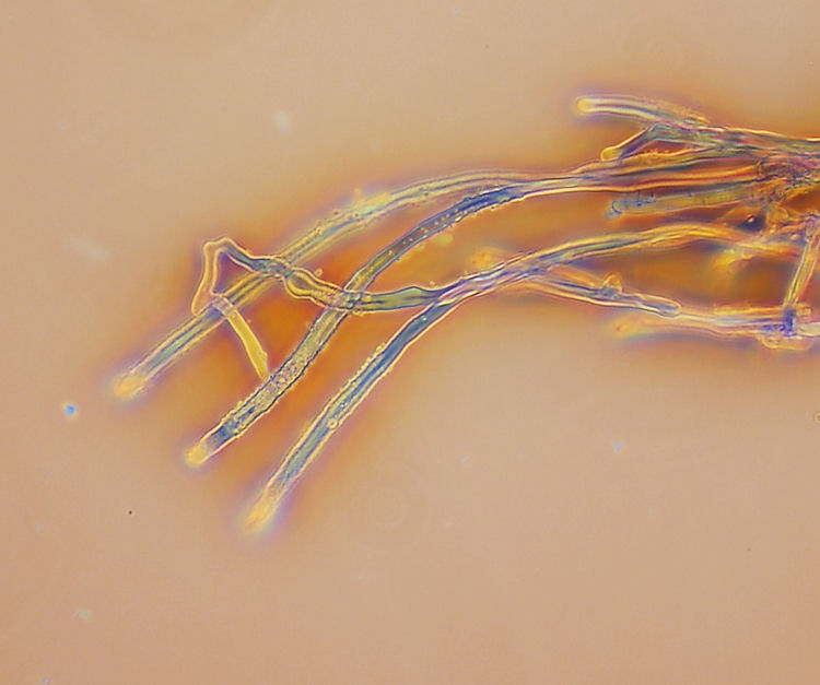 Aphyllophorales su...sabbia!! (Schizophyllum commune)